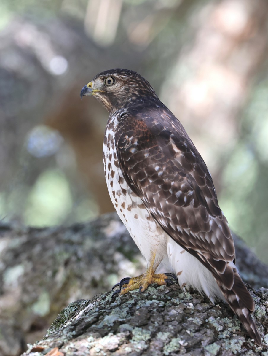 Red-shouldered Hawk - ML645447394