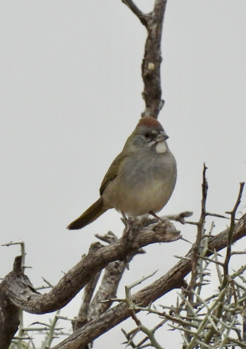 Green-tailed Towhee - ML645447396