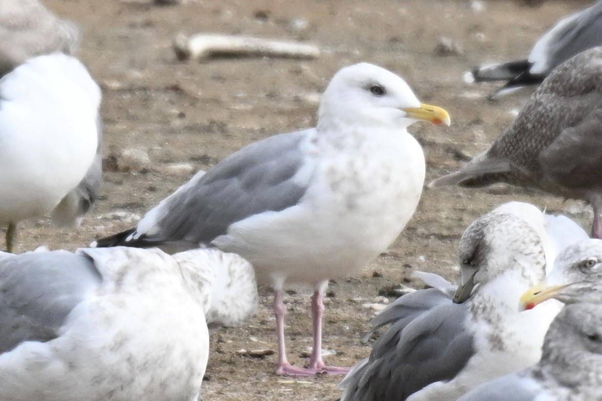 Larus sp. - ML645447397