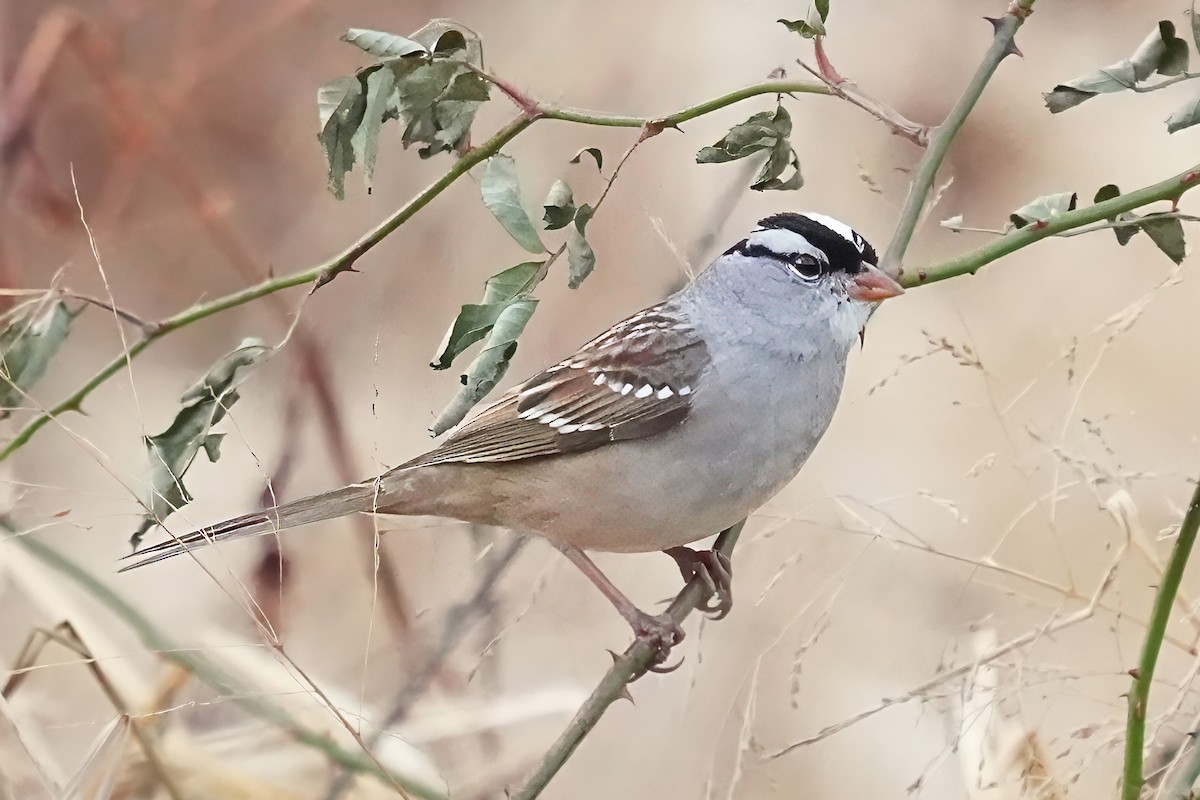 White-crowned Sparrow - ML645447398