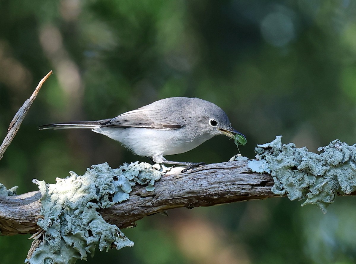 Blue-gray Gnatcatcher - ML645447400