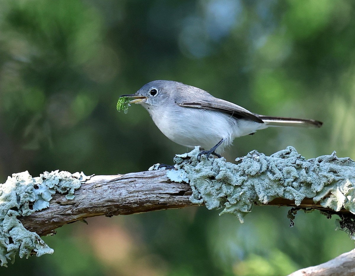 Blue-gray Gnatcatcher - ML645447401