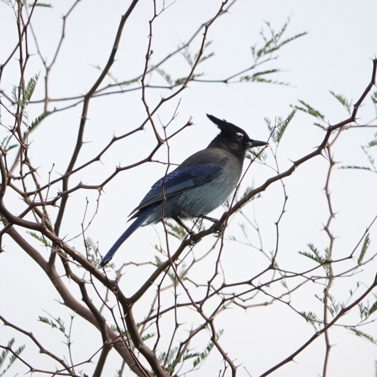 Steller Kargası [diademata grubu] - ML645447407