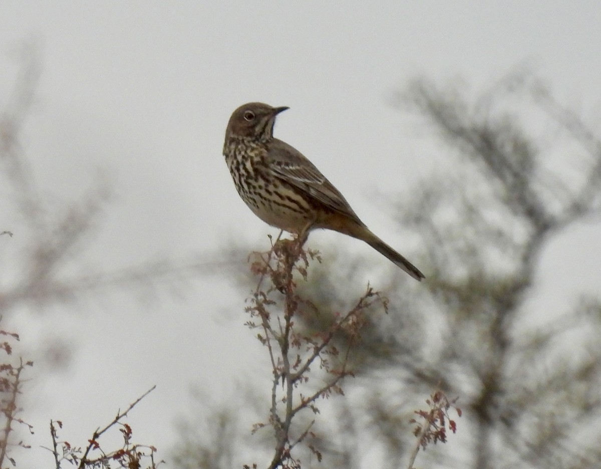 Sage Thrasher - ML645447408