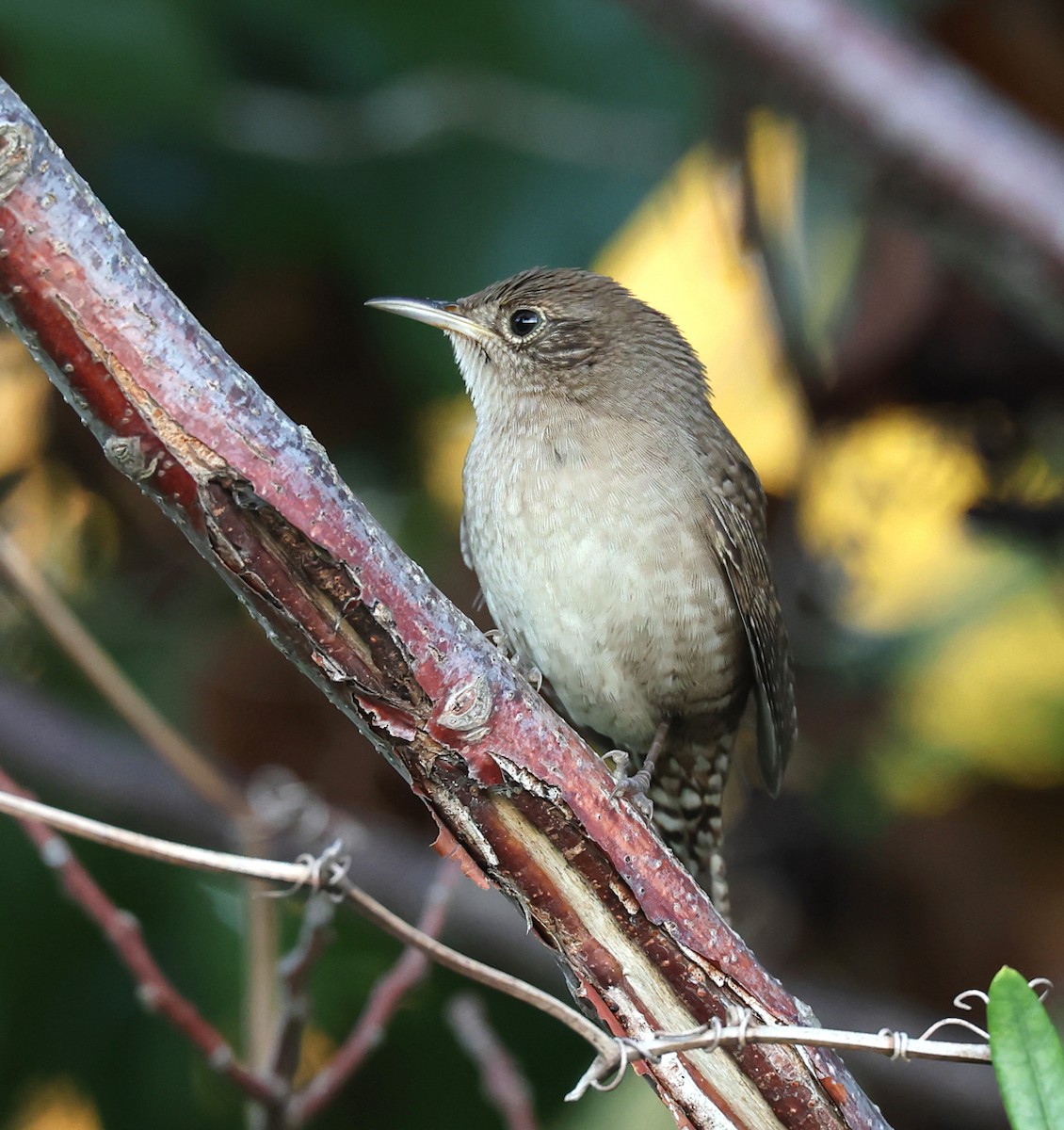 Northern House Wren - ML645447410