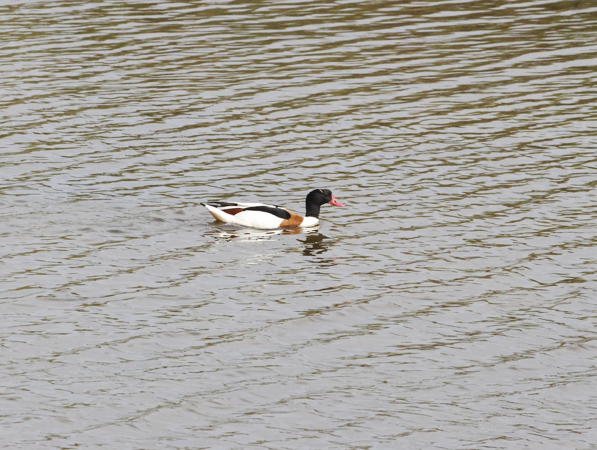 Common Shelduck - ML645447419
