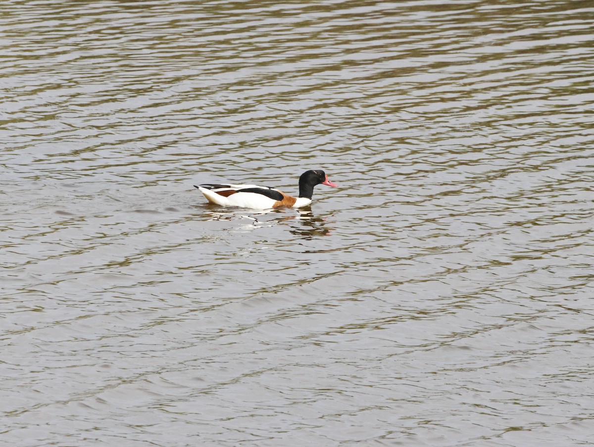 Common Shelduck - ML645447420