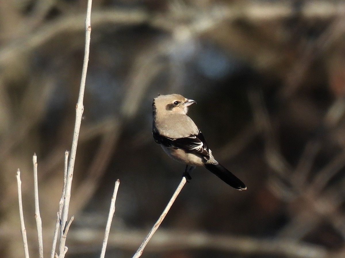 Northern Shrike - ML645447421