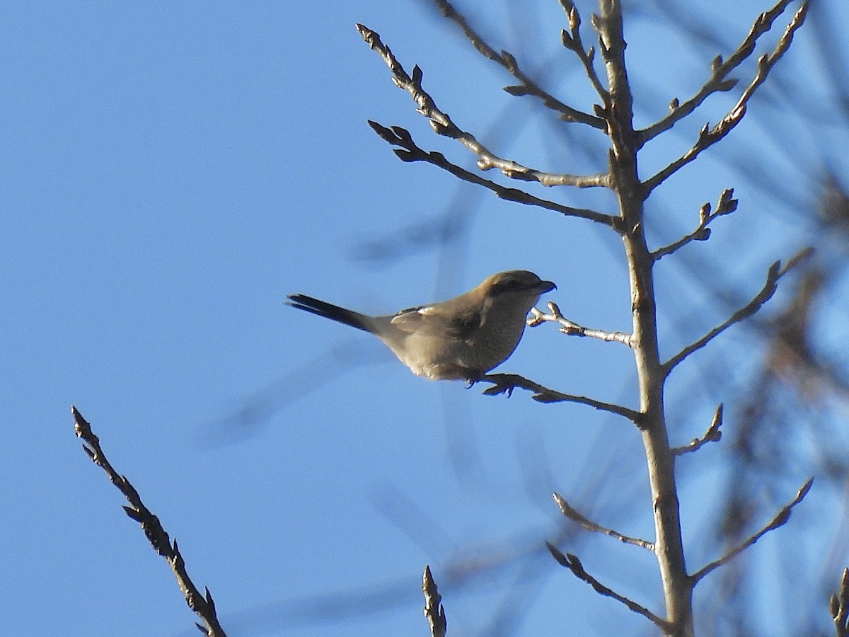 Northern Shrike - ML645447422