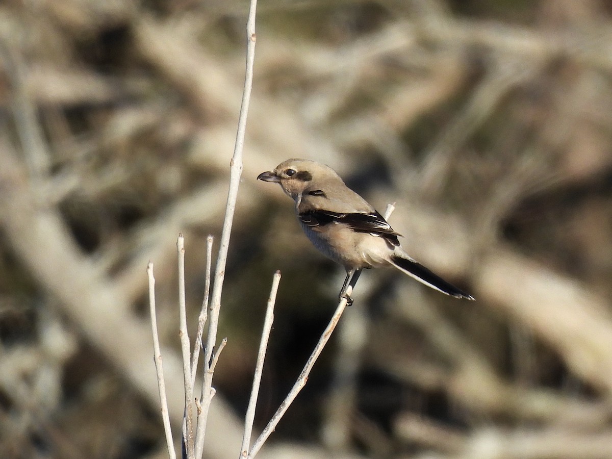 Northern Shrike - ML645447424