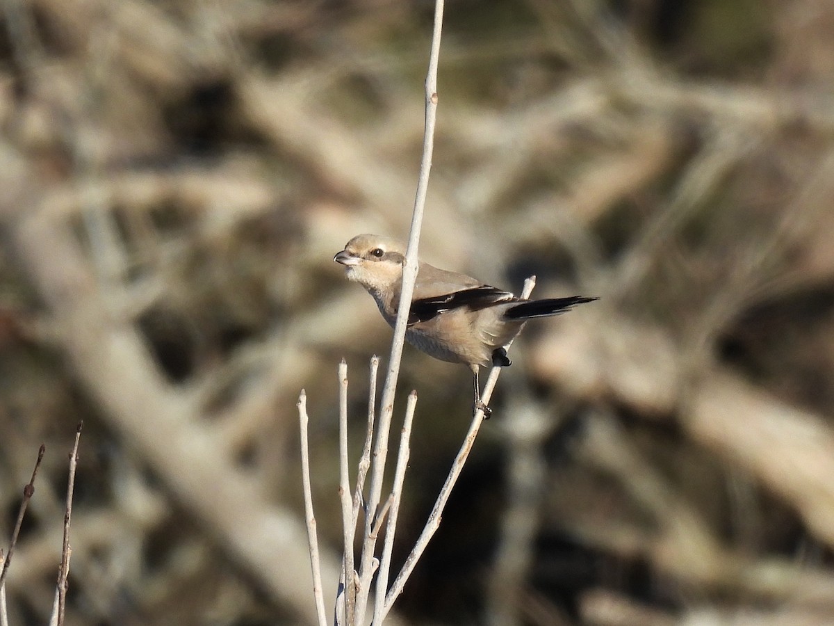 Northern Shrike - ML645447425