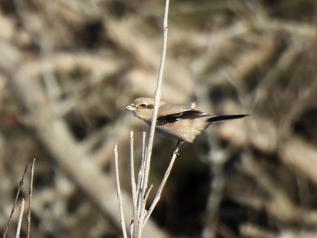 Northern Shrike - ML645447426