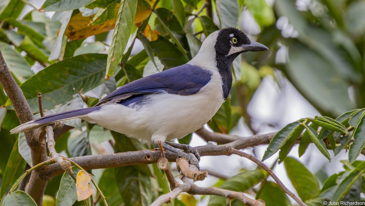 White-tailed Jay - ML645447428