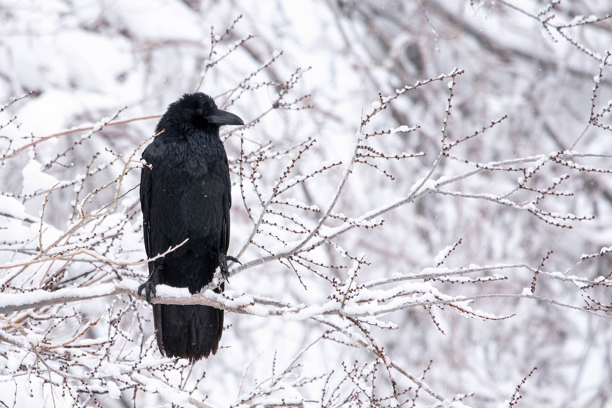 Common Raven - ML645447446
