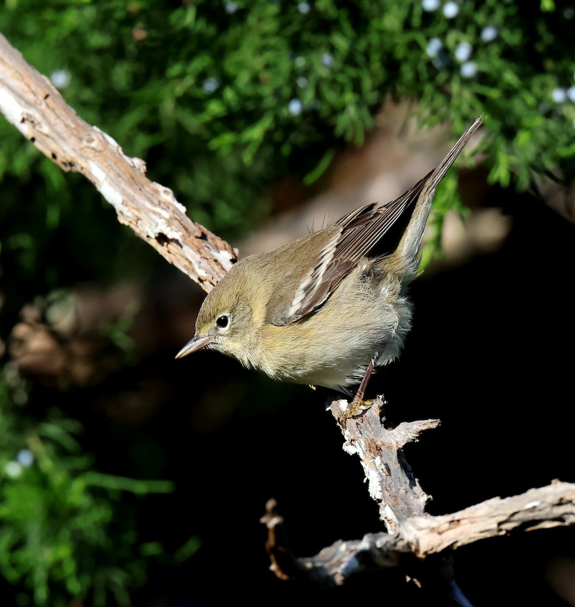 Pine Warbler - ML645447448