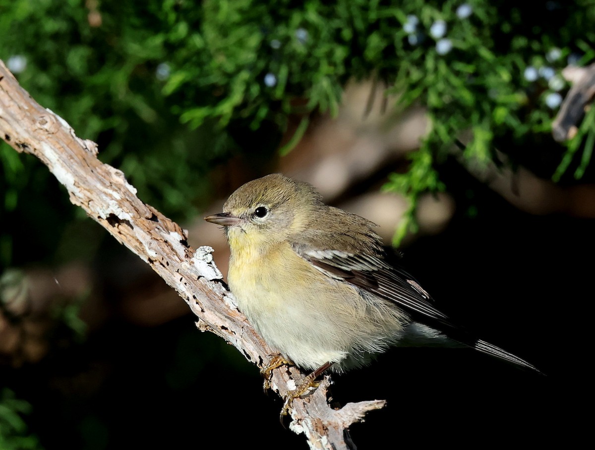 Pine Warbler - ML645447449