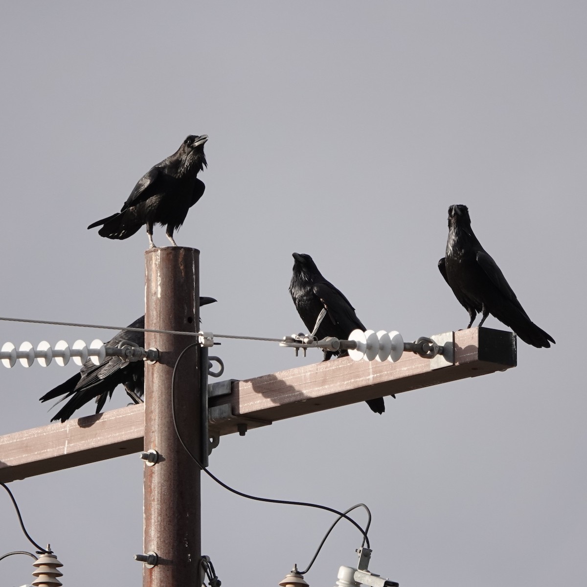 Common Raven - ML645447451