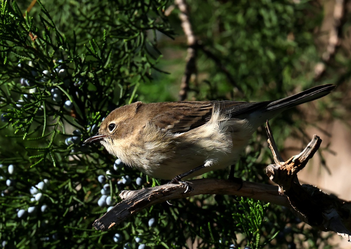 Yellow-rumped Warbler - ML645447452