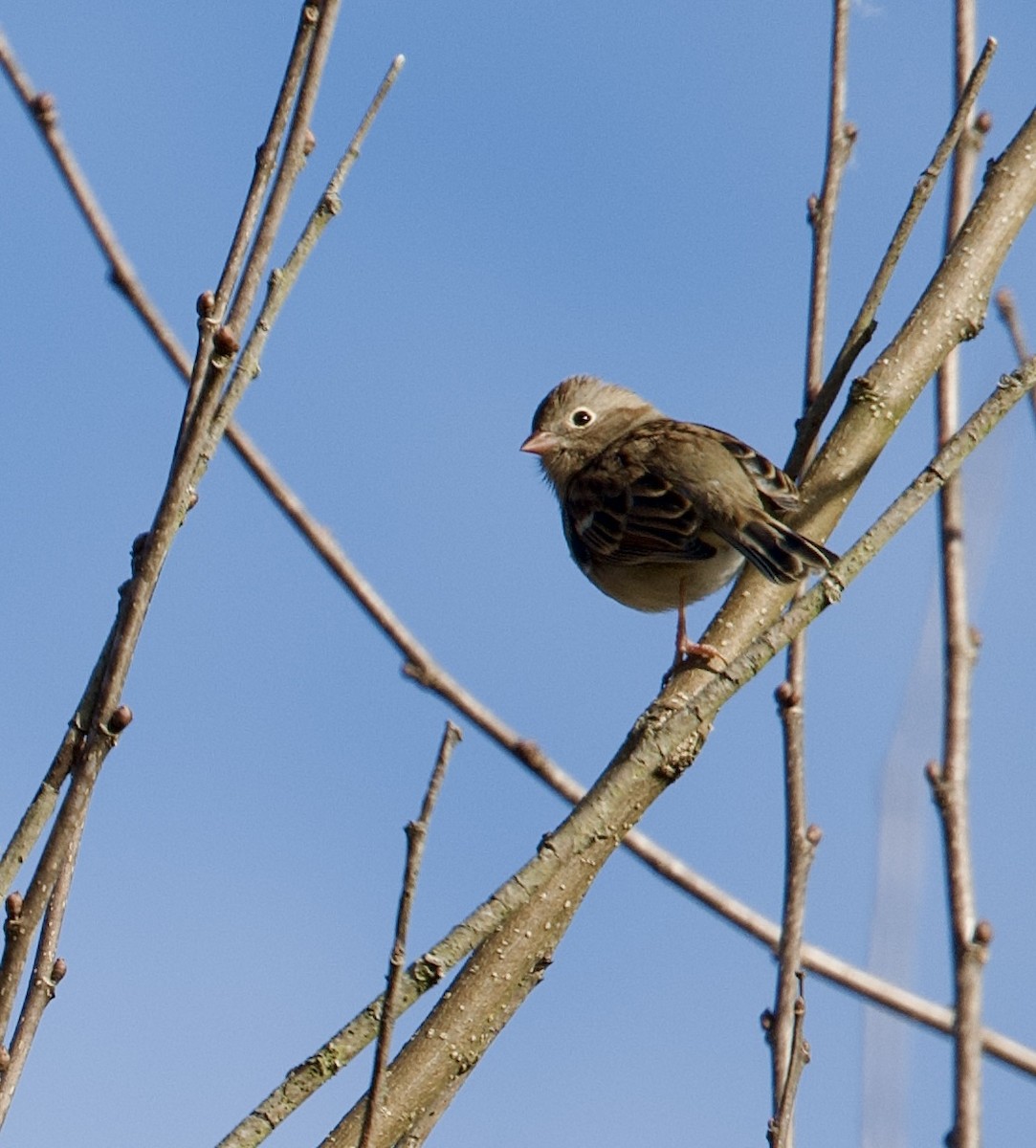 Field Sparrow - ML645447457