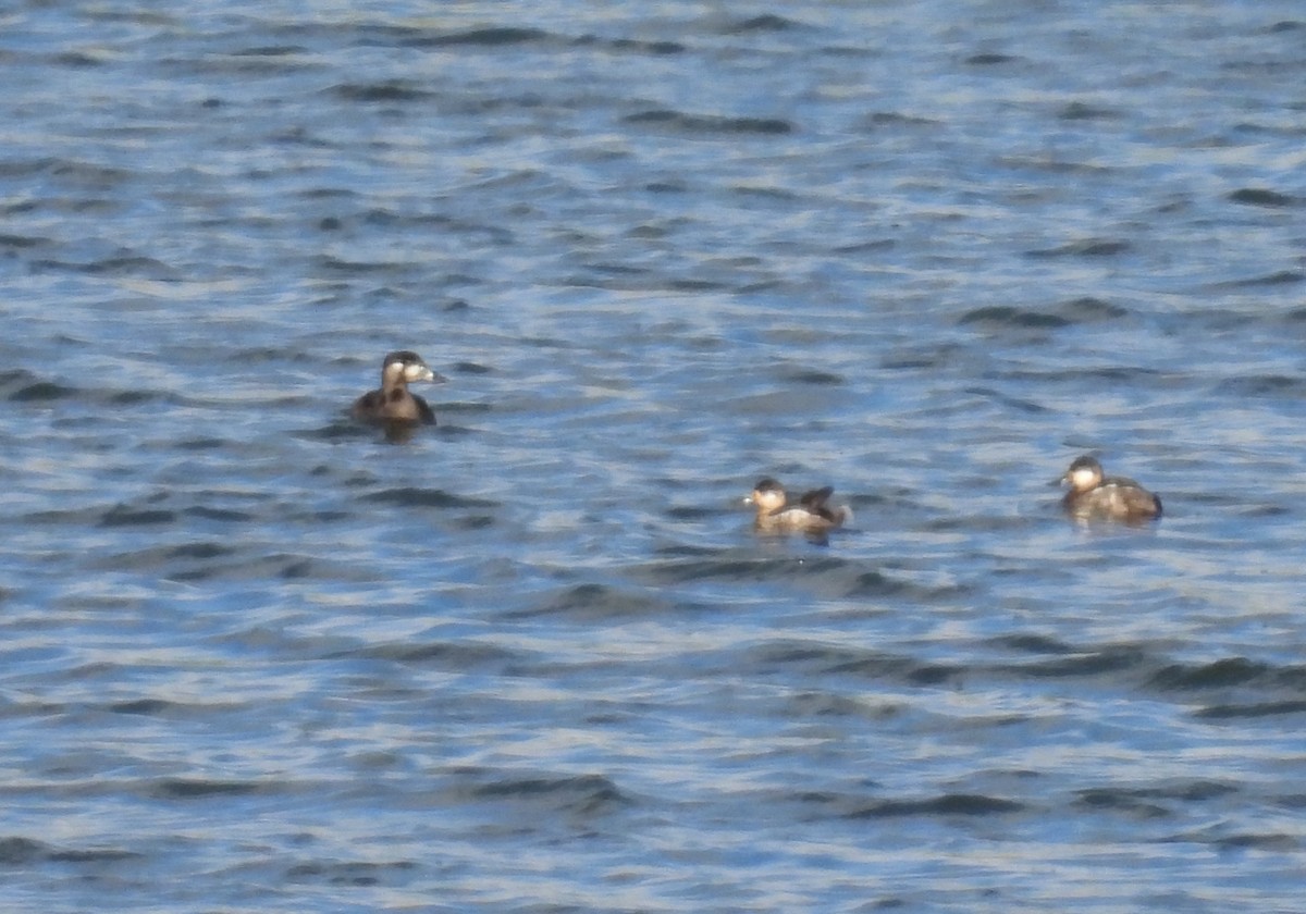 Surf Scoter - ML645447459