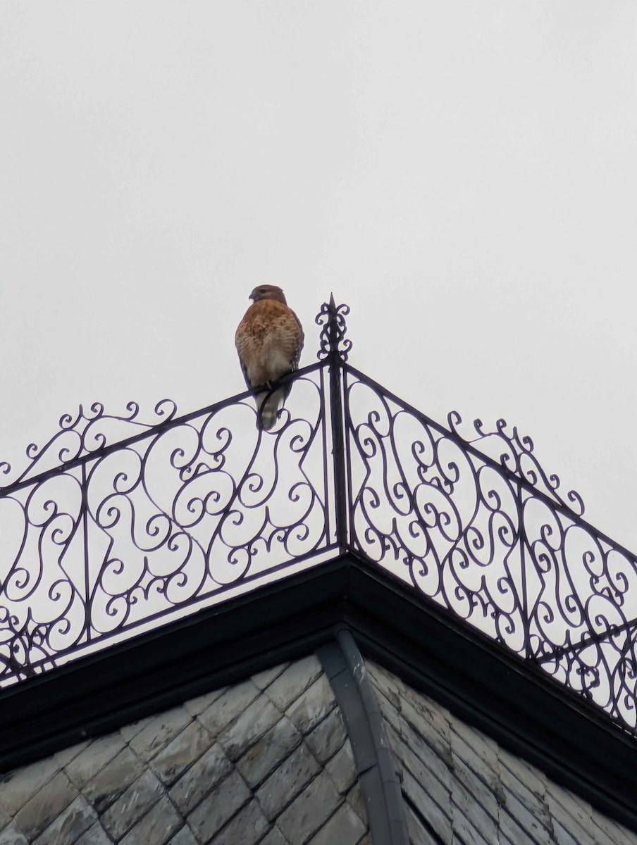 Red-shouldered Hawk - ML645447465