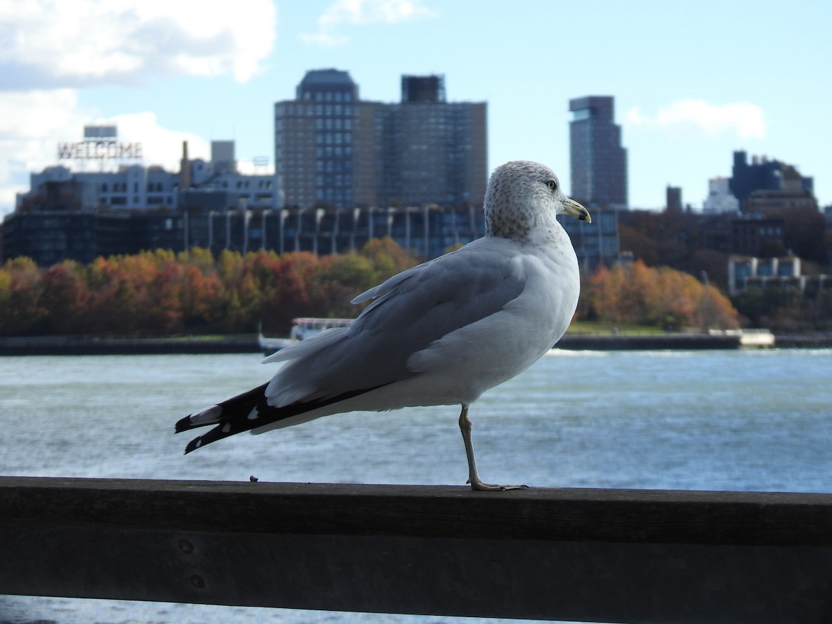 Ring-billed Gull - ML645447466