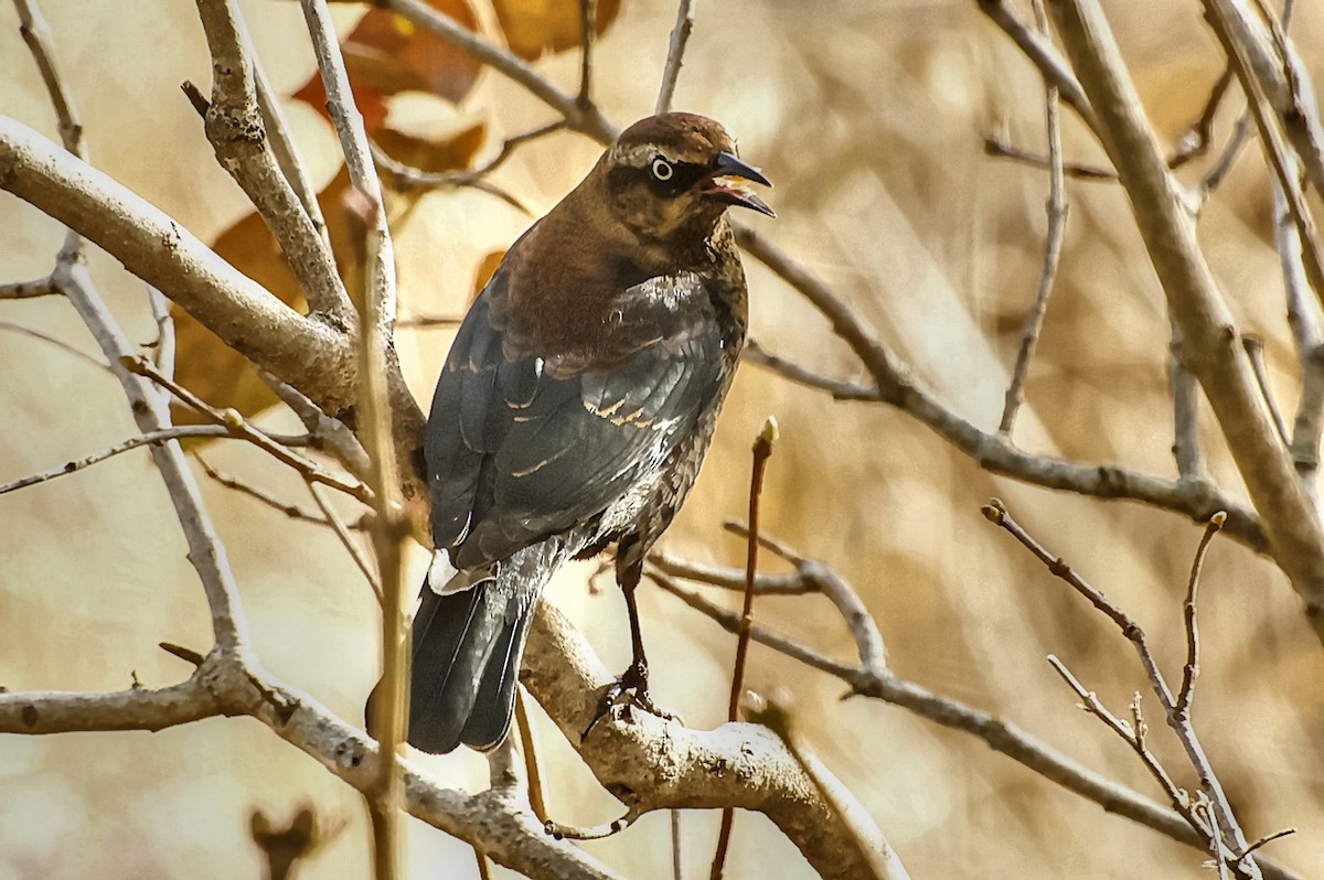Rusty Blackbird - ML645447467