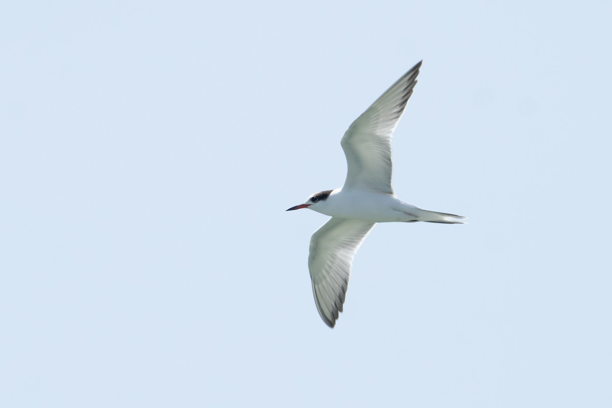 燕鷗 - ML645447478