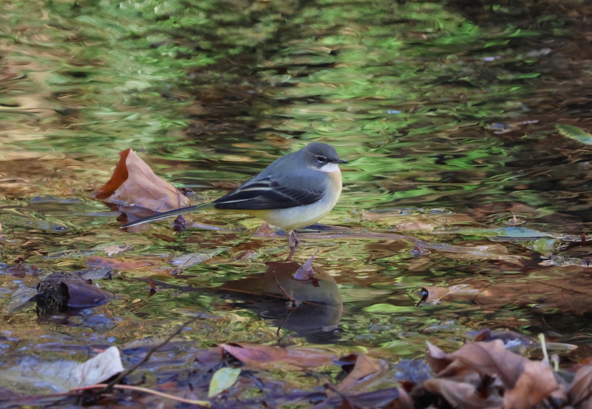 konipas horský - ML645447481