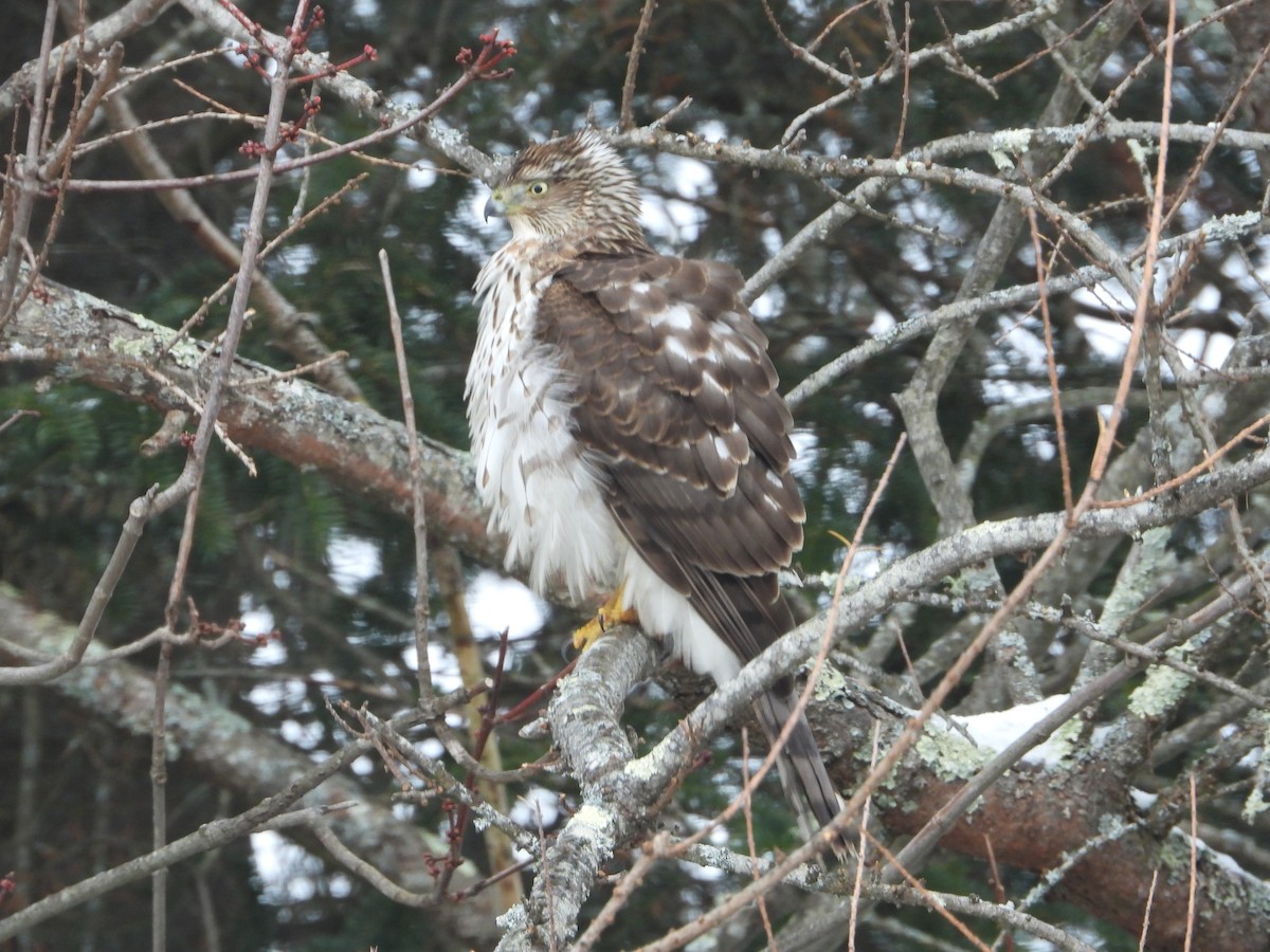 trostehauk - ML645447483