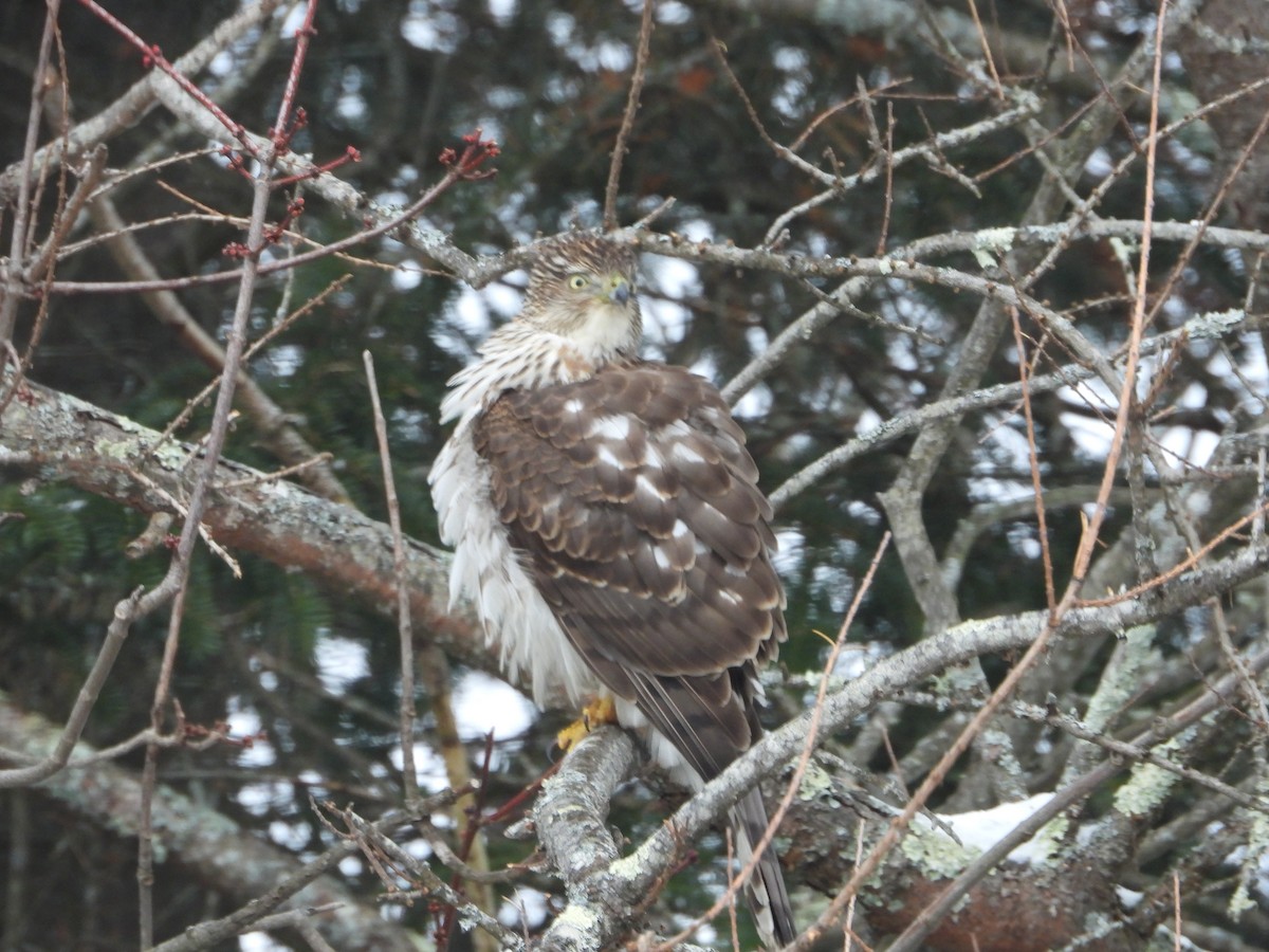 trostehauk - ML645447485