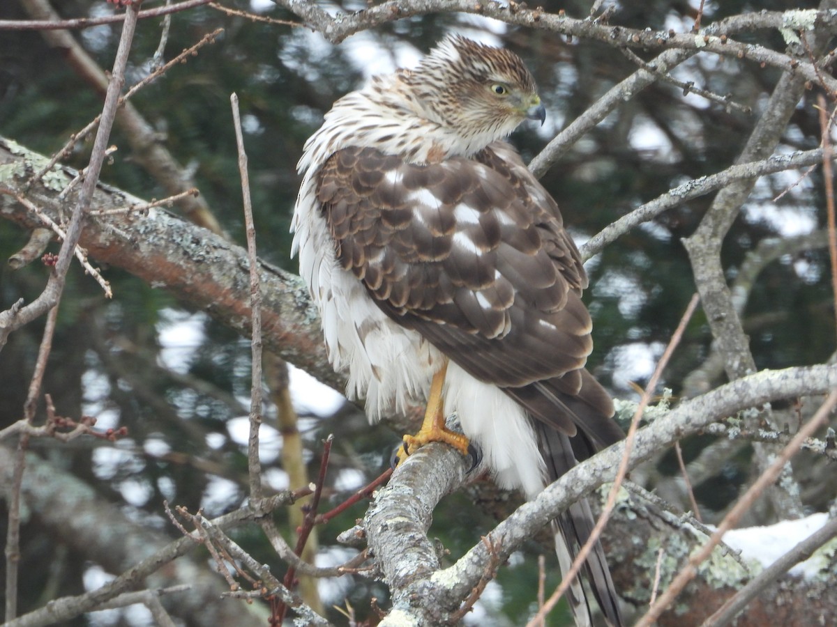 trostehauk - ML645447486