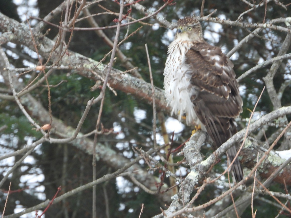 trostehauk - ML645447487