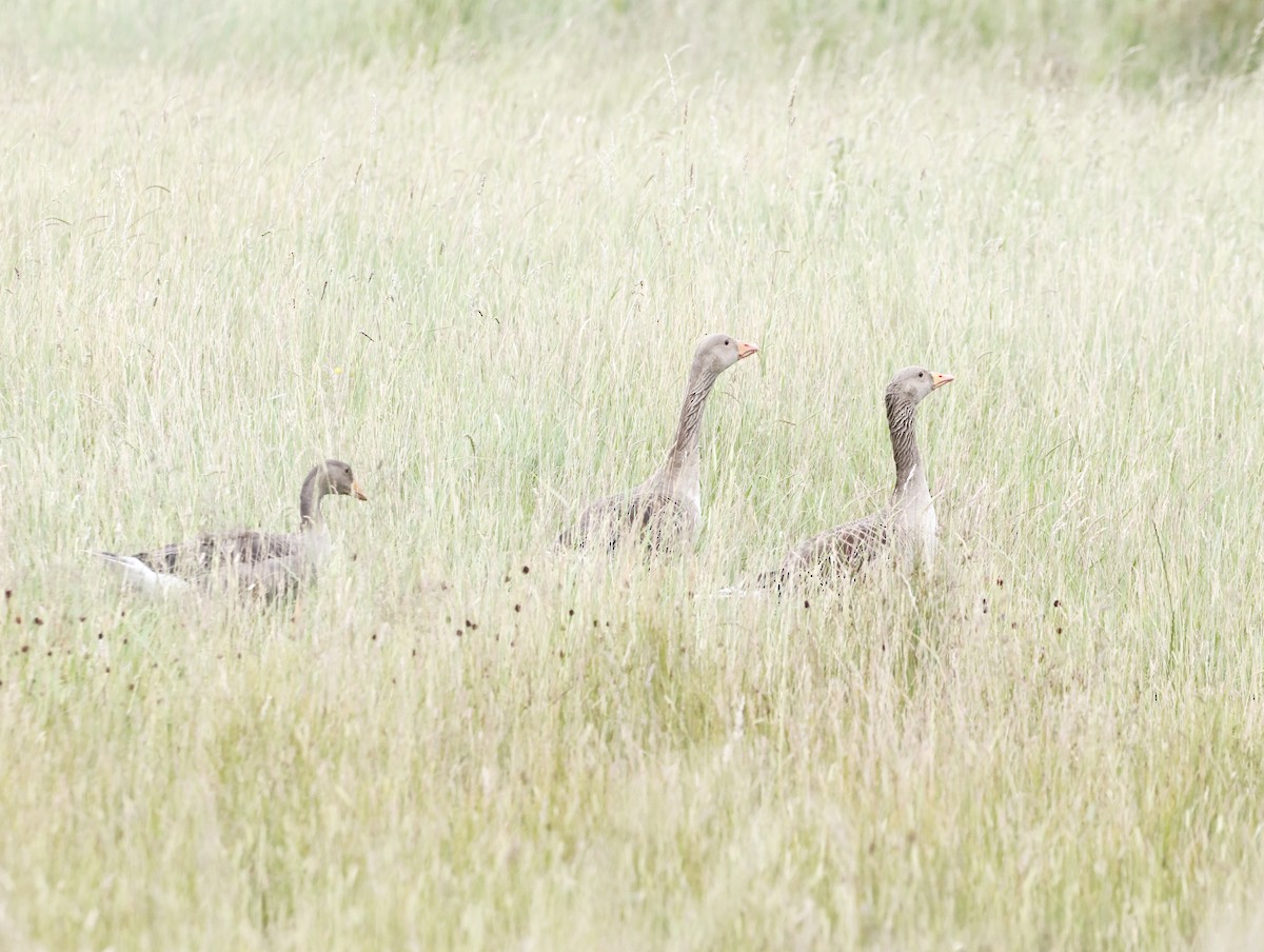 Graylag Goose - ML645447488