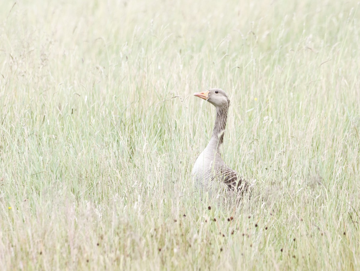 Graylag Goose - ML645447496