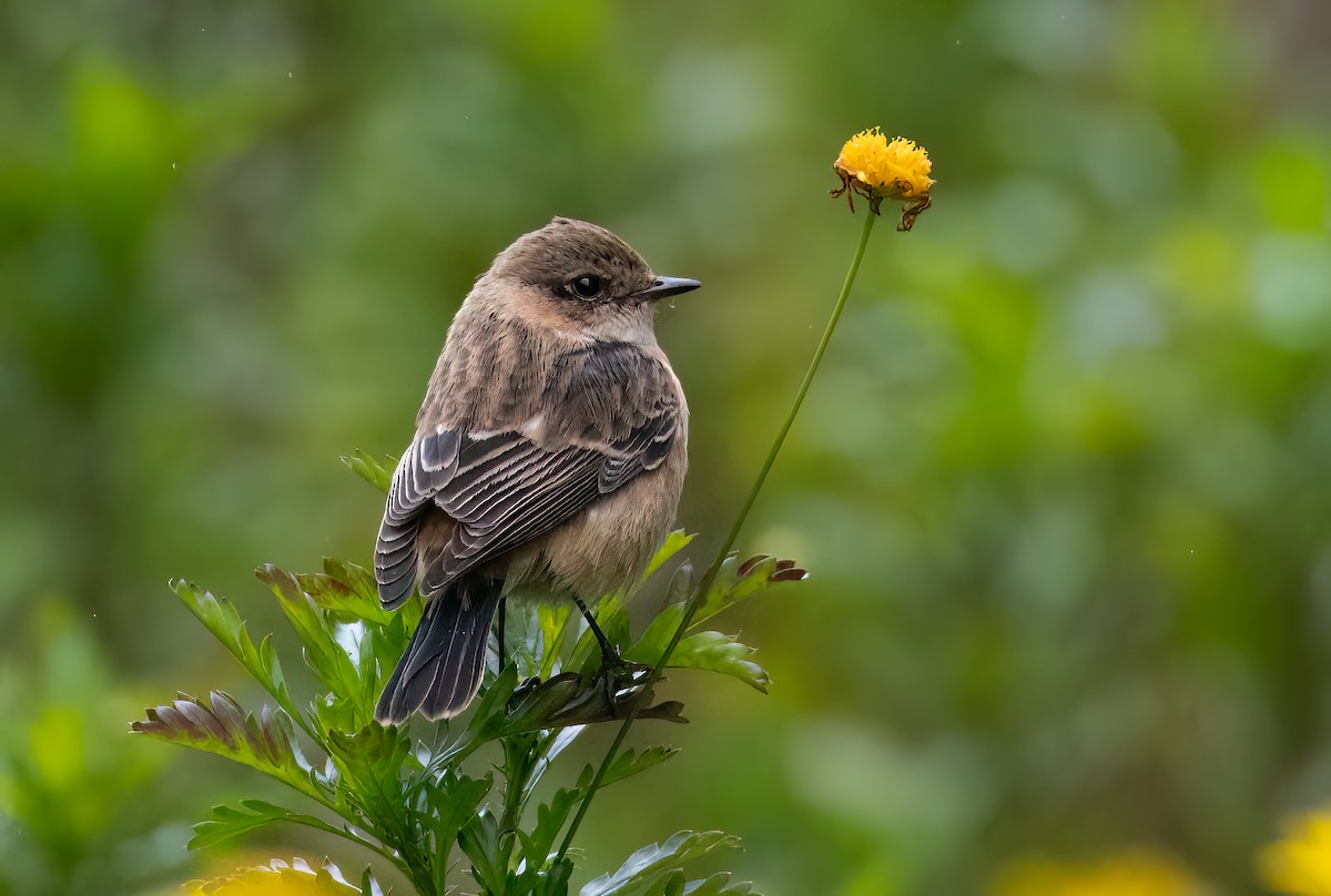Amur Stonechat - ML645447498