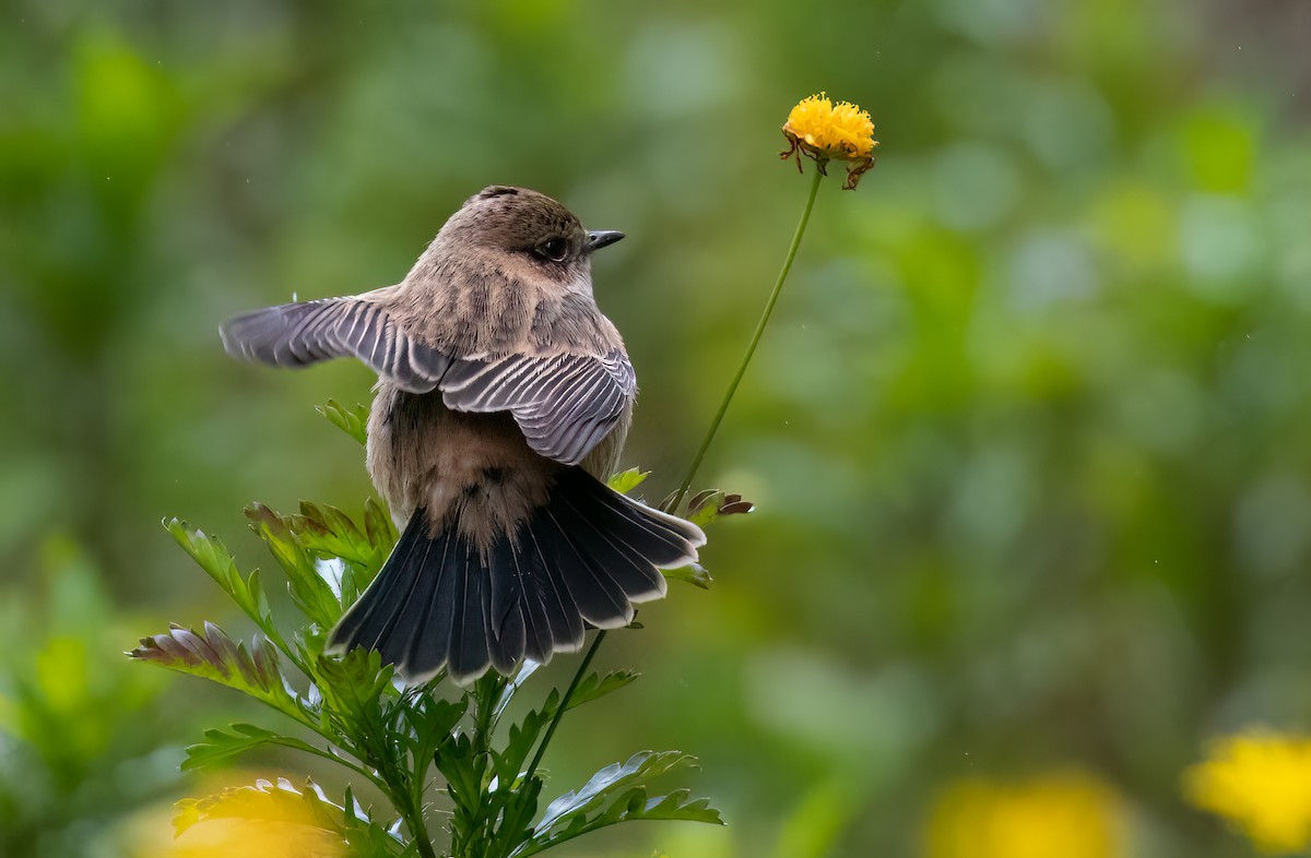 Amur Stonechat - ML645447499