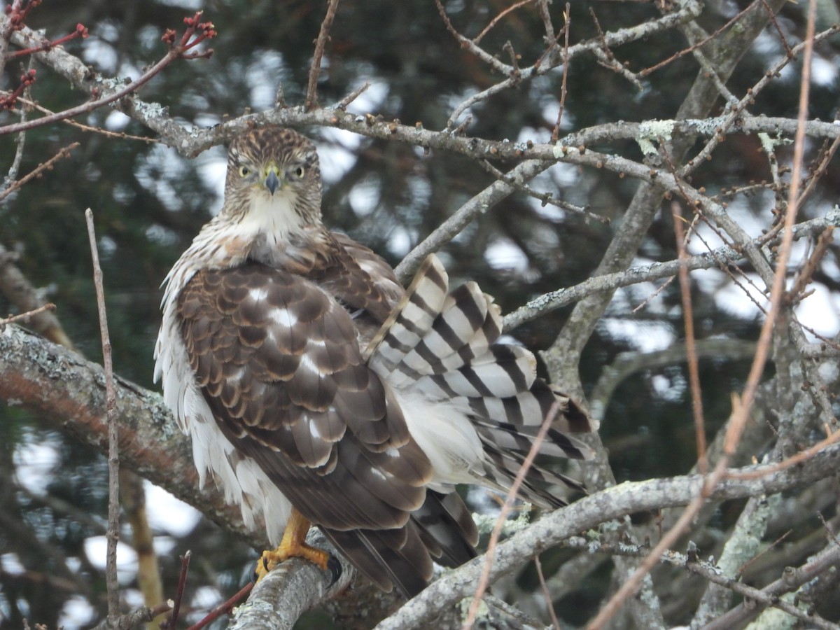 trostehauk - ML645447505