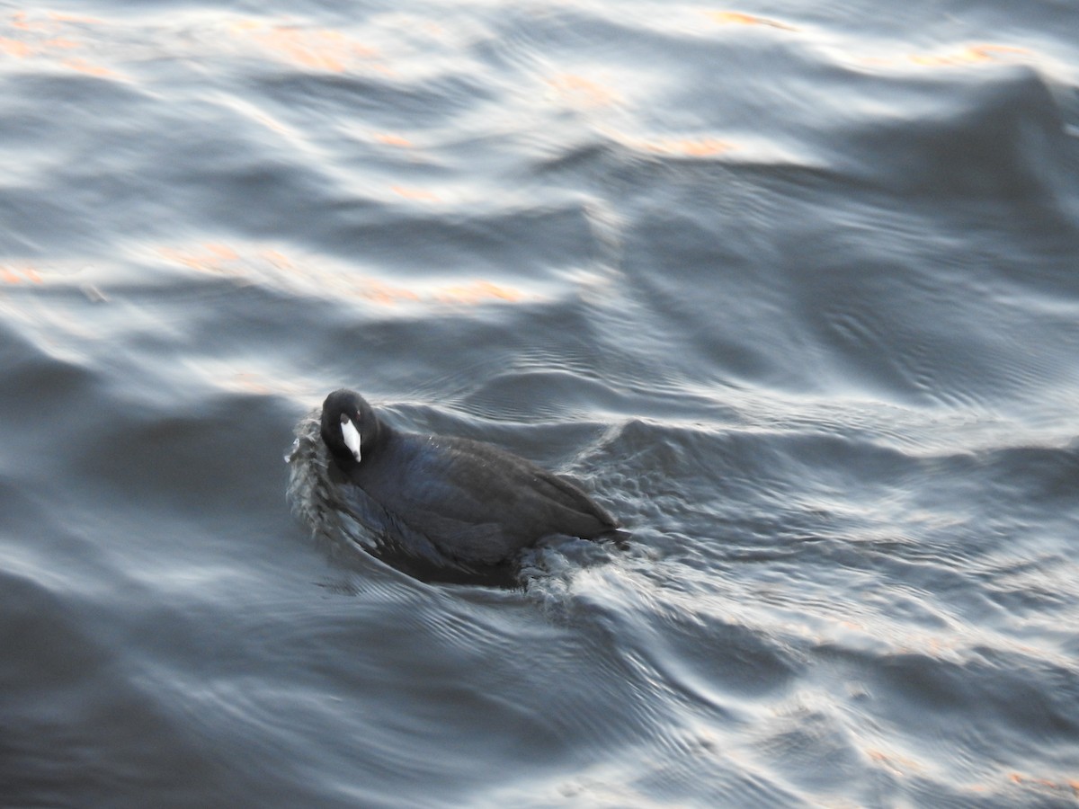 American Coot - ML645447522