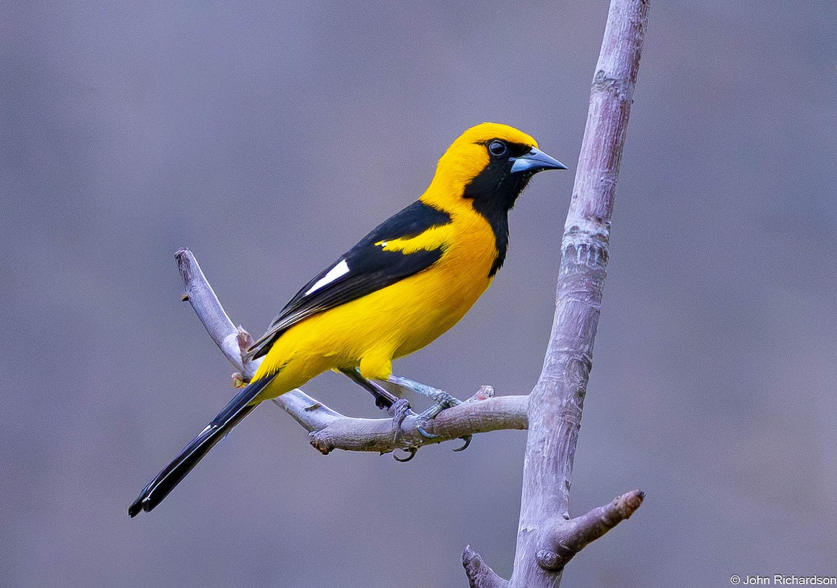 White-edged Oriole - ML645447526