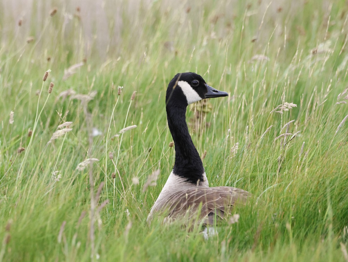Canada Goose - ML645447529
