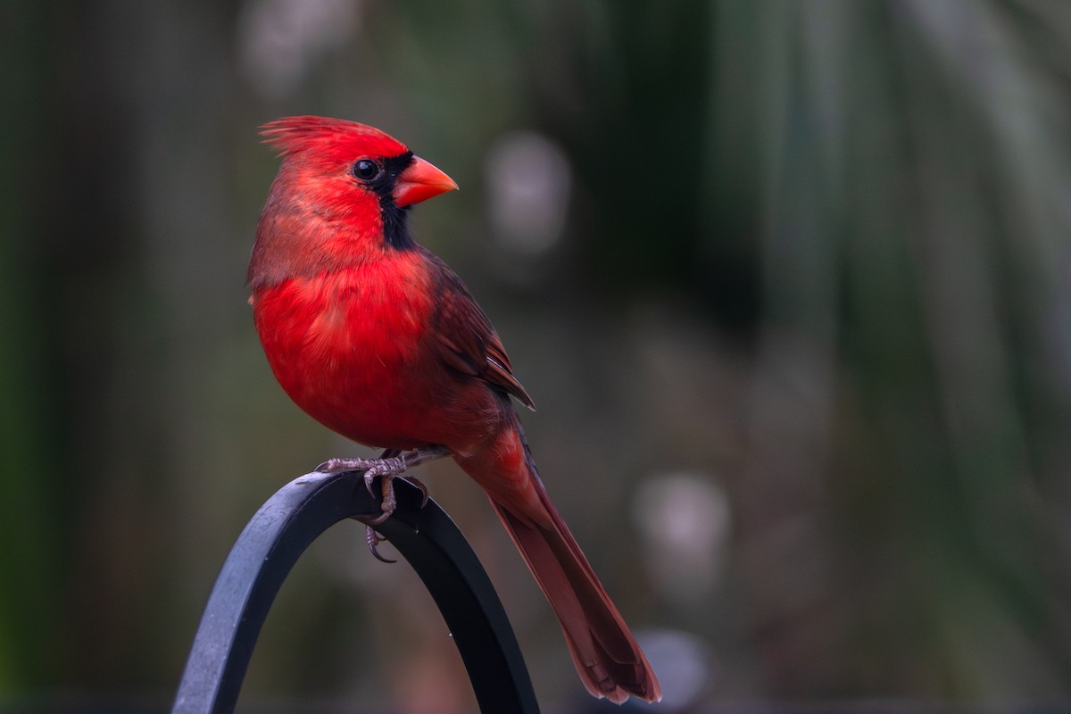 Northern Cardinal - ML645447541