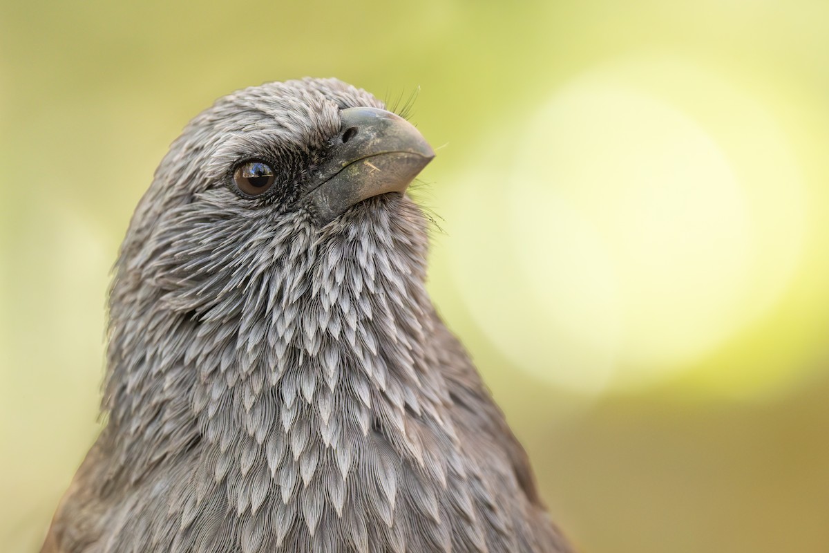 Apostlebird - ML645447545