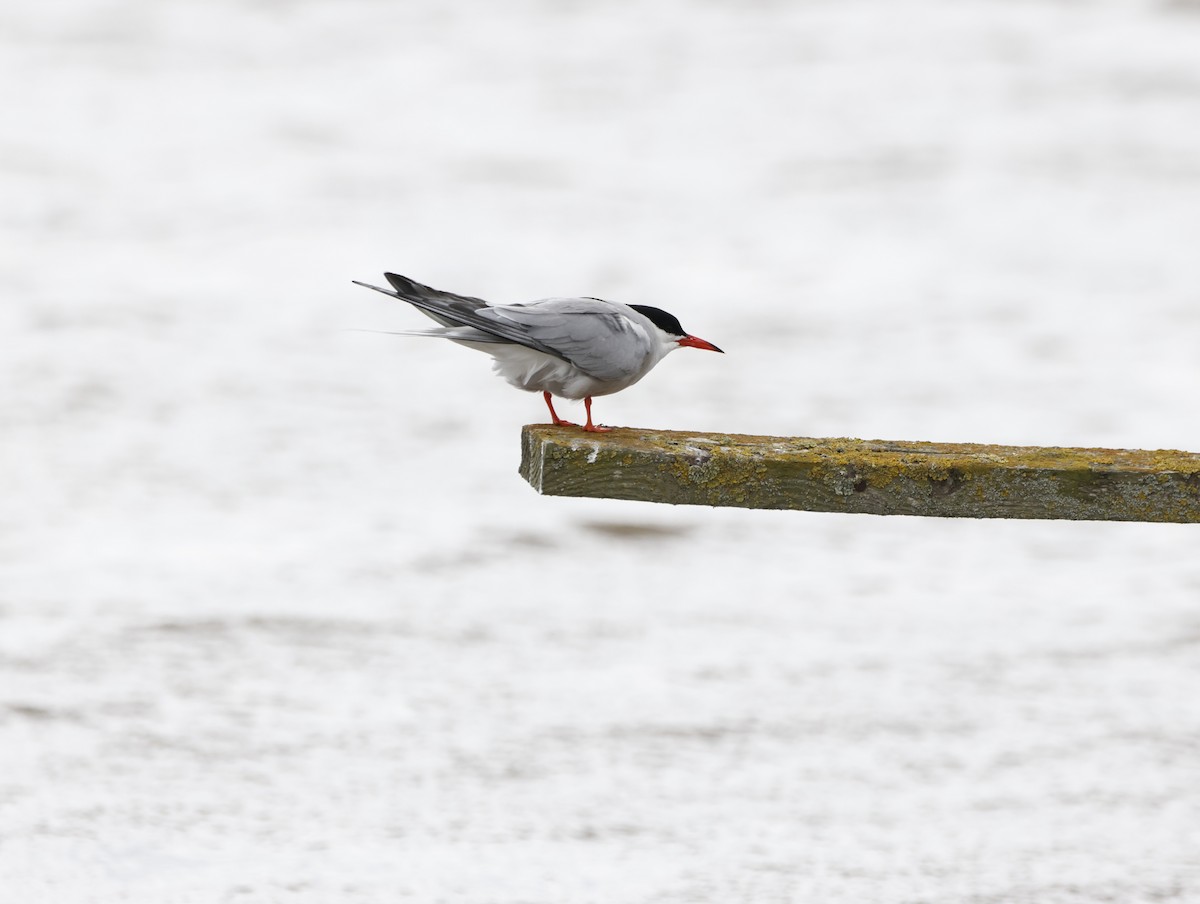 燕鷗 - ML645447547