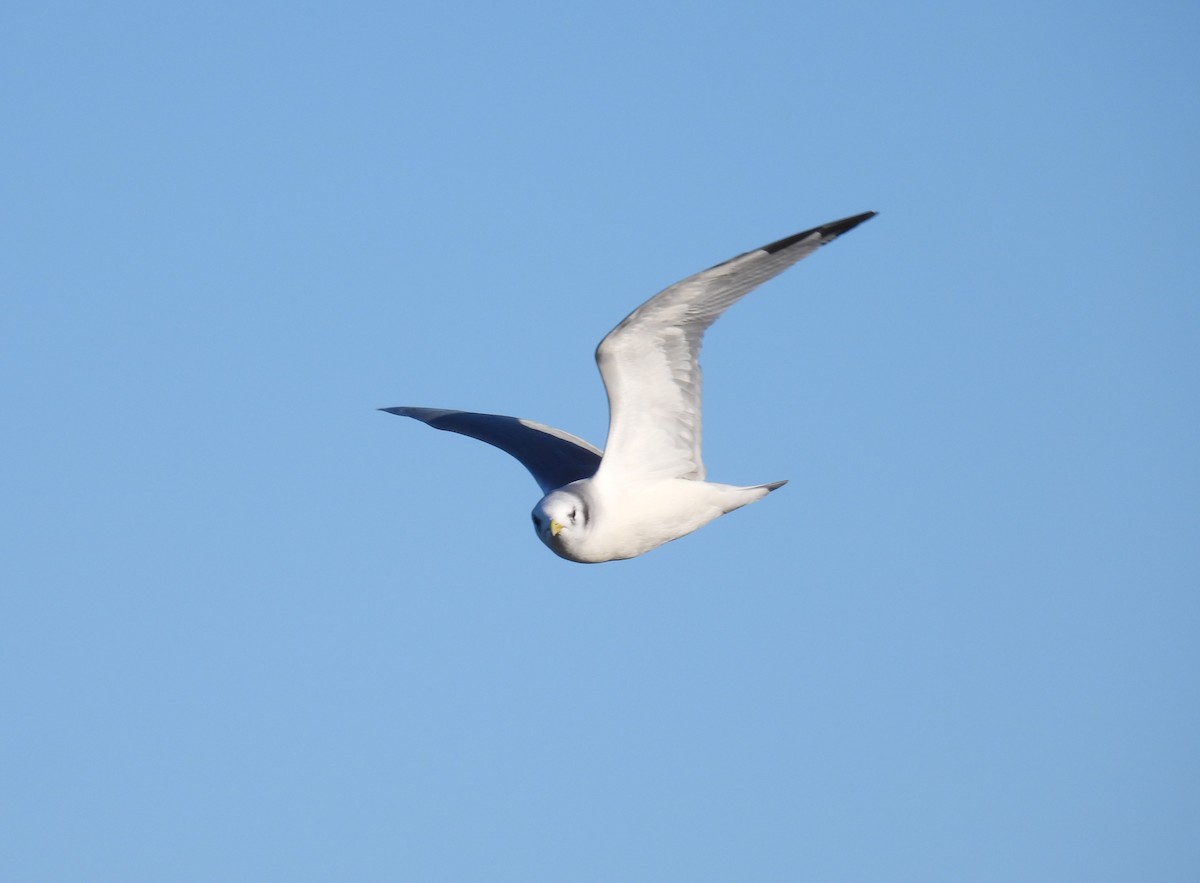 krykkje - ML645447553