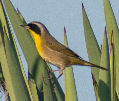 Common Yellowthroat - ML645447554