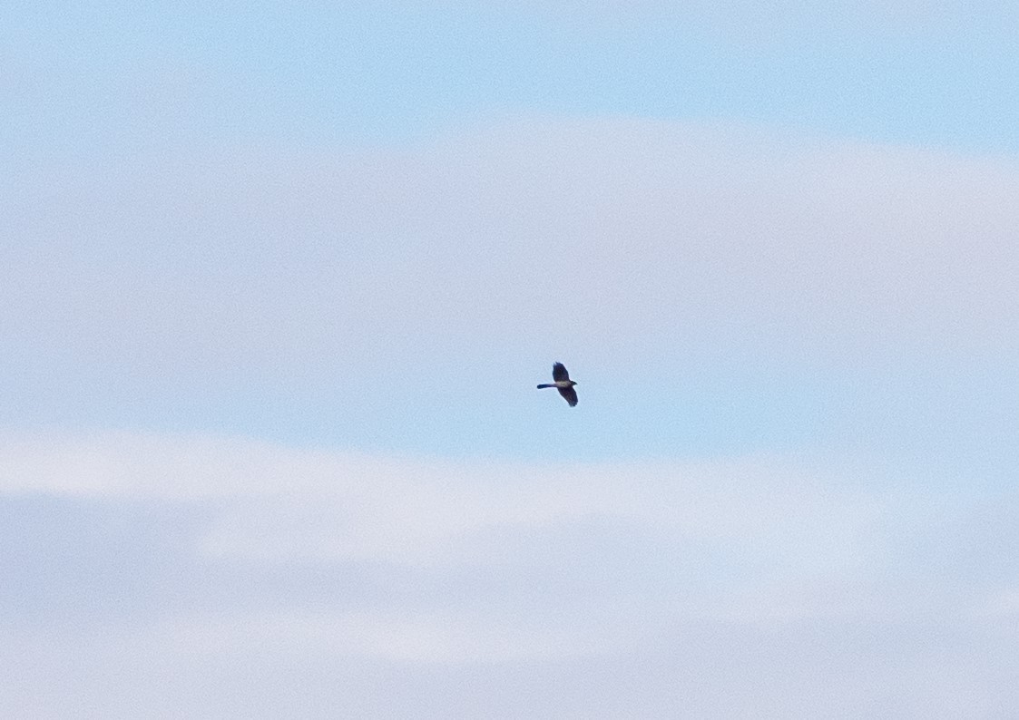 trostehauk - ML645447555