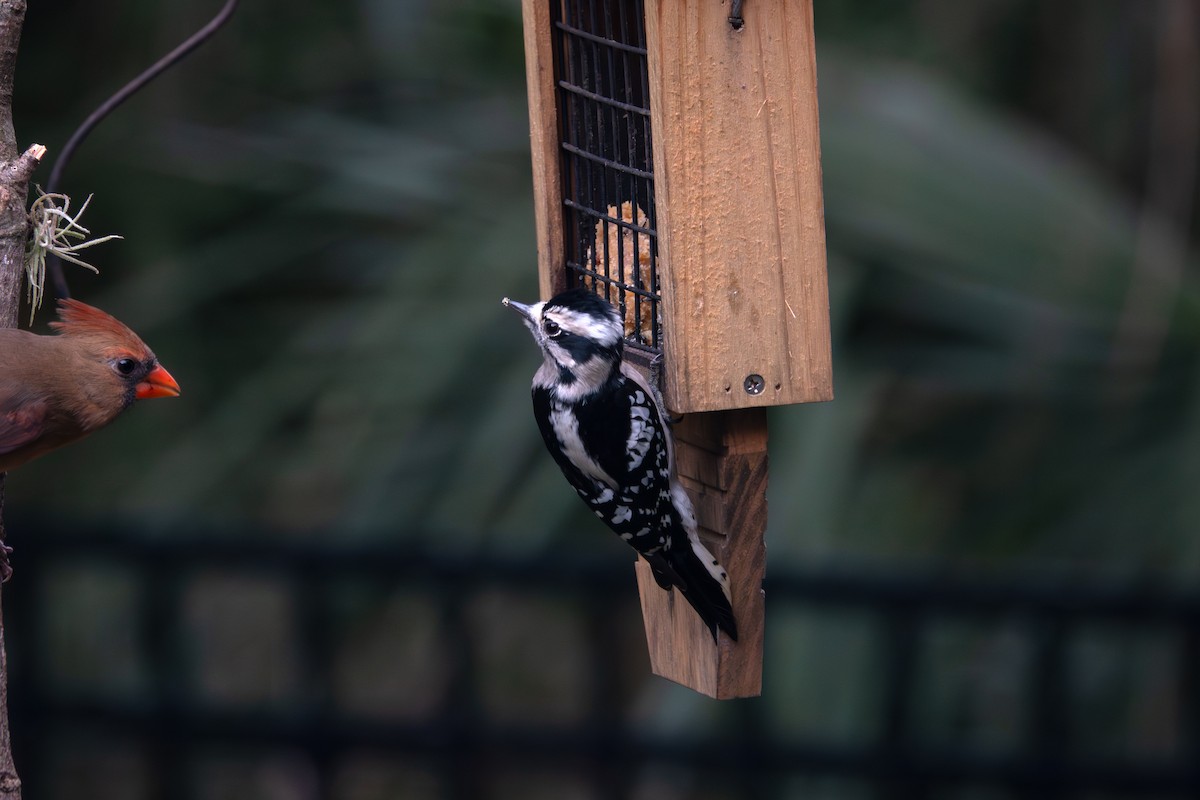 Downy Woodpecker - ML645447556