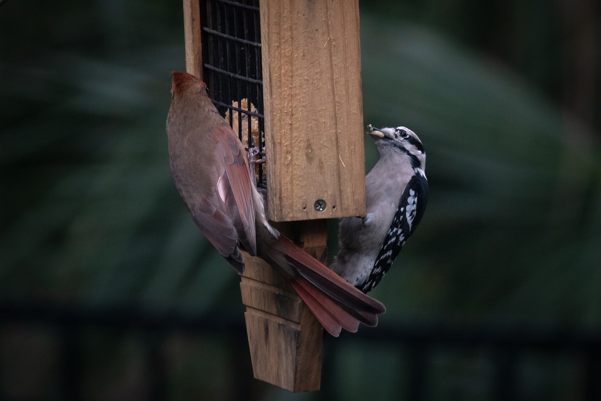 Downy Woodpecker - ML645447557