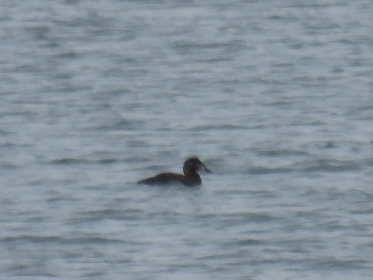 Surf Scoter - ML645447565